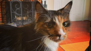 Essie, looking magnificent.